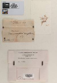 Fibrillaria complanata image