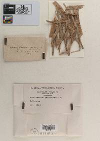 Arthrinium puccinioides image