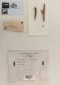 Gymnosporangium juniperi image