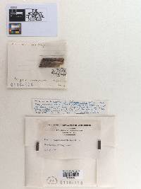 Peziza cinereofusca image