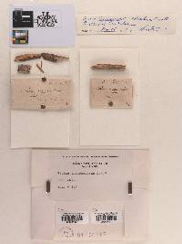 Peziza incarnescens image