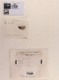 Tapesia lividofusca image