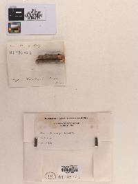 Peziza philadelphi image
