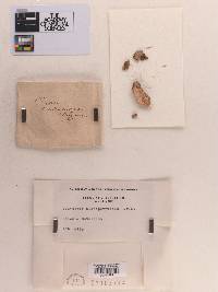 Polyporus nigropurpureus image