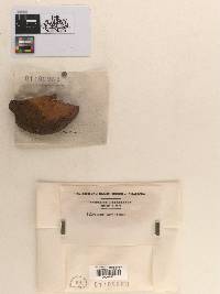 Polyporus variolosus image