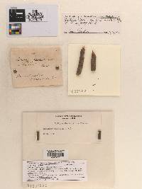 Acrocordiella occulta image