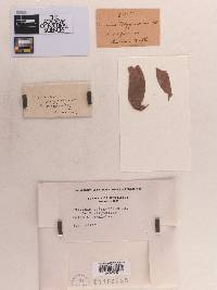 Puccinia polygonorum image