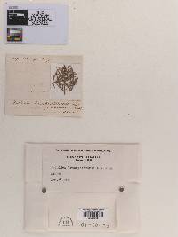 Phyllachora brachystemonis image