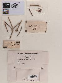 Dothidea capreolata image