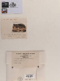Phyllachora impatientis image