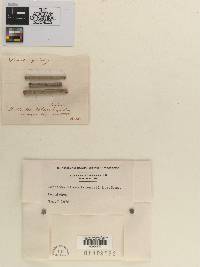 Dothidea viburni-dentati image