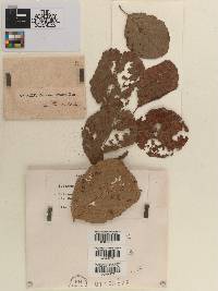 Erineum alnigenum image