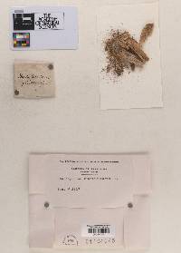 Coelosporium fruticulosum image
