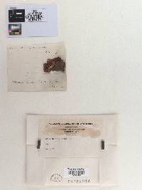 Merulius molluscus image