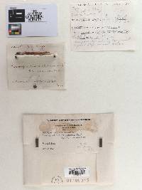 Merulius pallens image