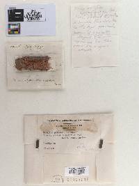 Merulius pallens image