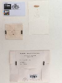 Monilia alta image