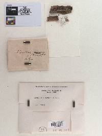 Monilia punctans image