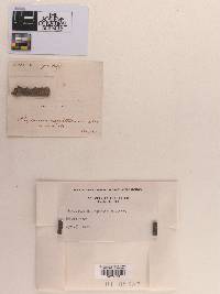 Physarum caespitosum image