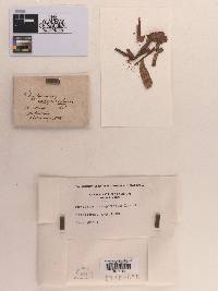 Physarum caespitosum image