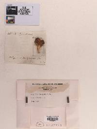 Polyporus fuligineus image