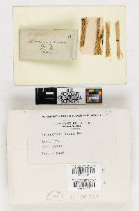 Sclerotium durum image