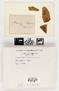 Sclerotium sassafras image