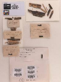 Sphaeria aculeata image