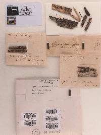 Sphaeria aculeata image