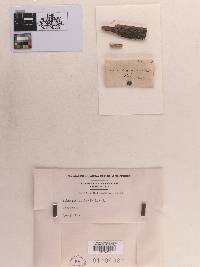 Sphaeria aculeata image