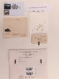 Leptosphaeria aggregata image