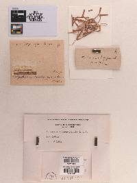 Sphaeria andropogicola image