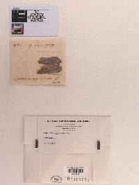 Astrosphaeriella applanata image