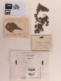 Mycosphaerella aquilina image