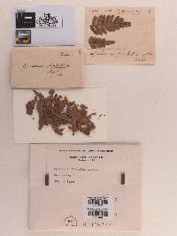 Phyllachora flabella image