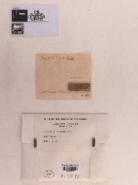 Sphaeria fraxini image