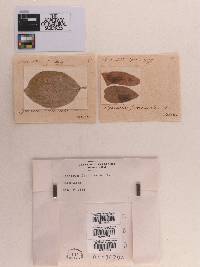 Sphaeria frondicola image