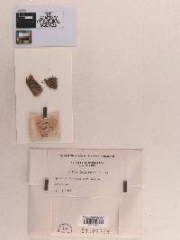 Sphaeria frustum-coni image