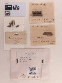 Sphaeria gleditschiae image