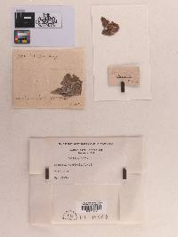 Sphaeria herbicola image