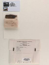 Sphaeria incrustans image