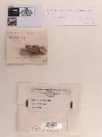 Sphaeria candida image