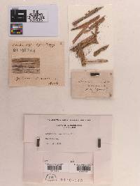 Phyllachora caricis var. caricis image