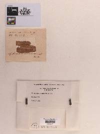 Sphaeria clandestina image