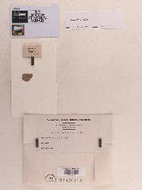 Sphaeria coptis image