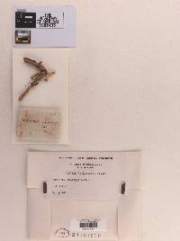 Diaporthe crataegi image