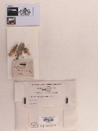 Phoma cucurbitacearum image