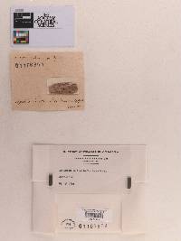 Sphaeria cuticularis image