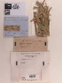 Sphaeria cyperacearum image