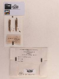 Sphaeria daphnidis image
